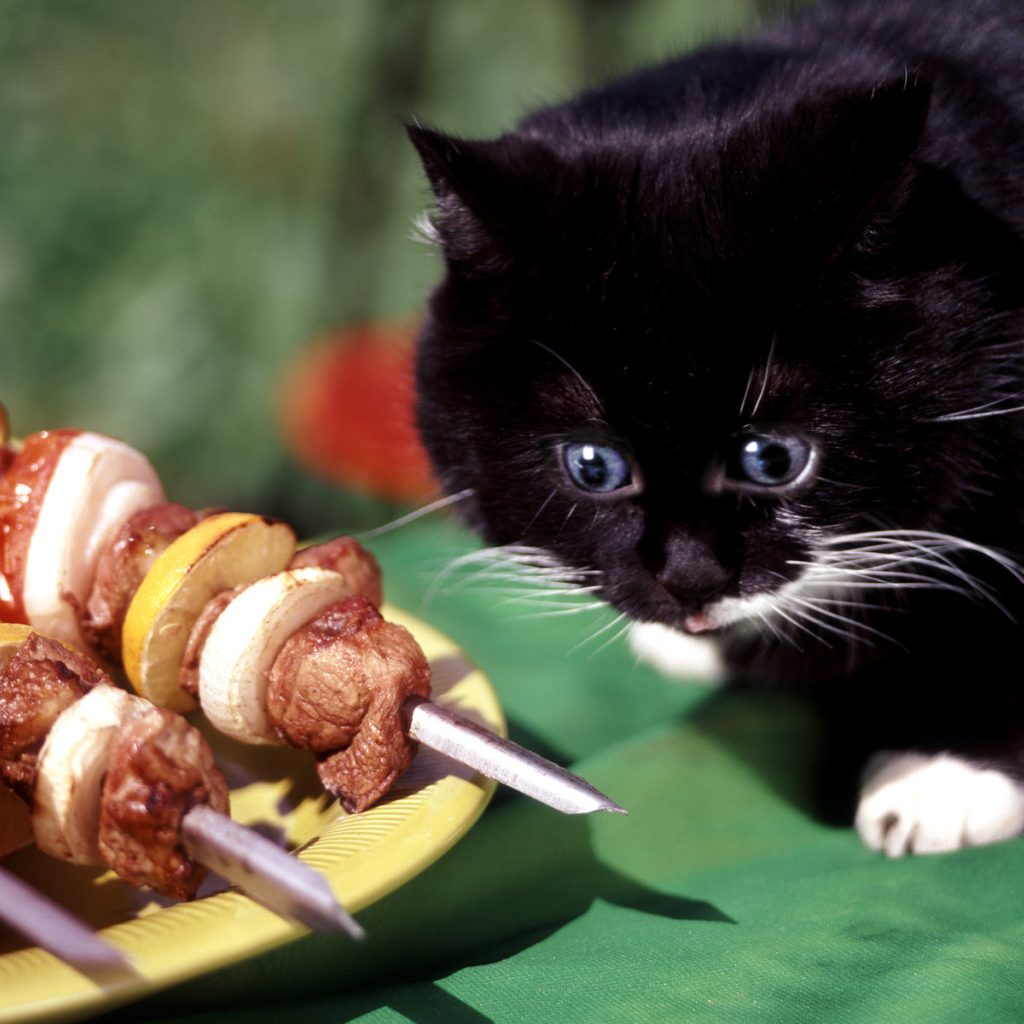 кот любитель барбекю