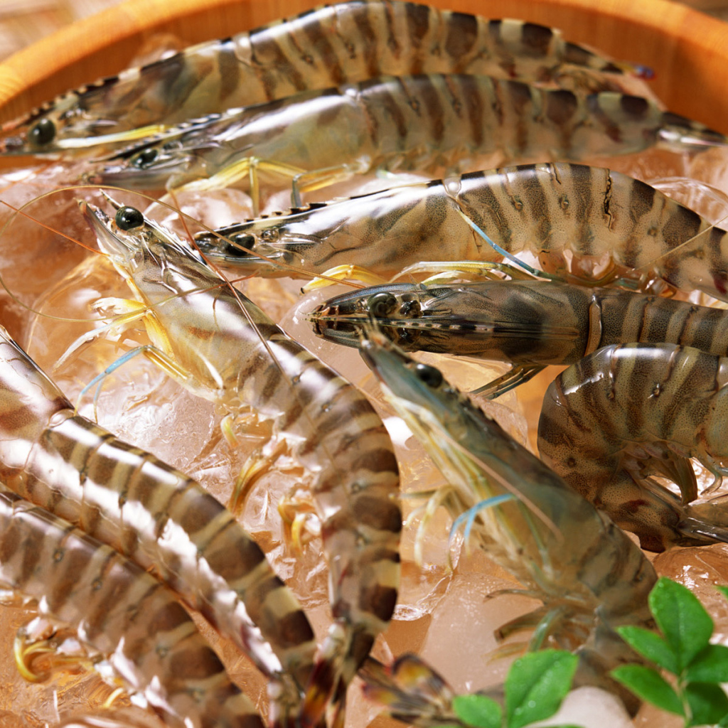 Полосатые креветки