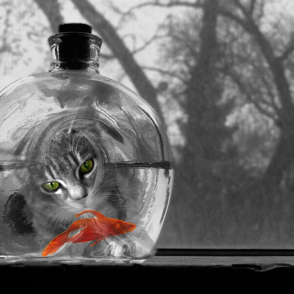 Котяра и рыбка