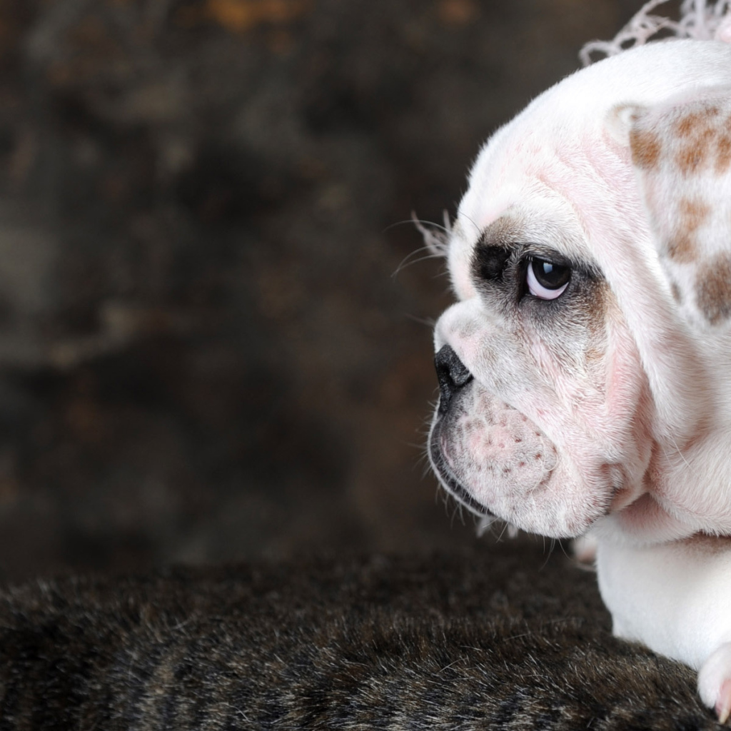 Пес Стиляга