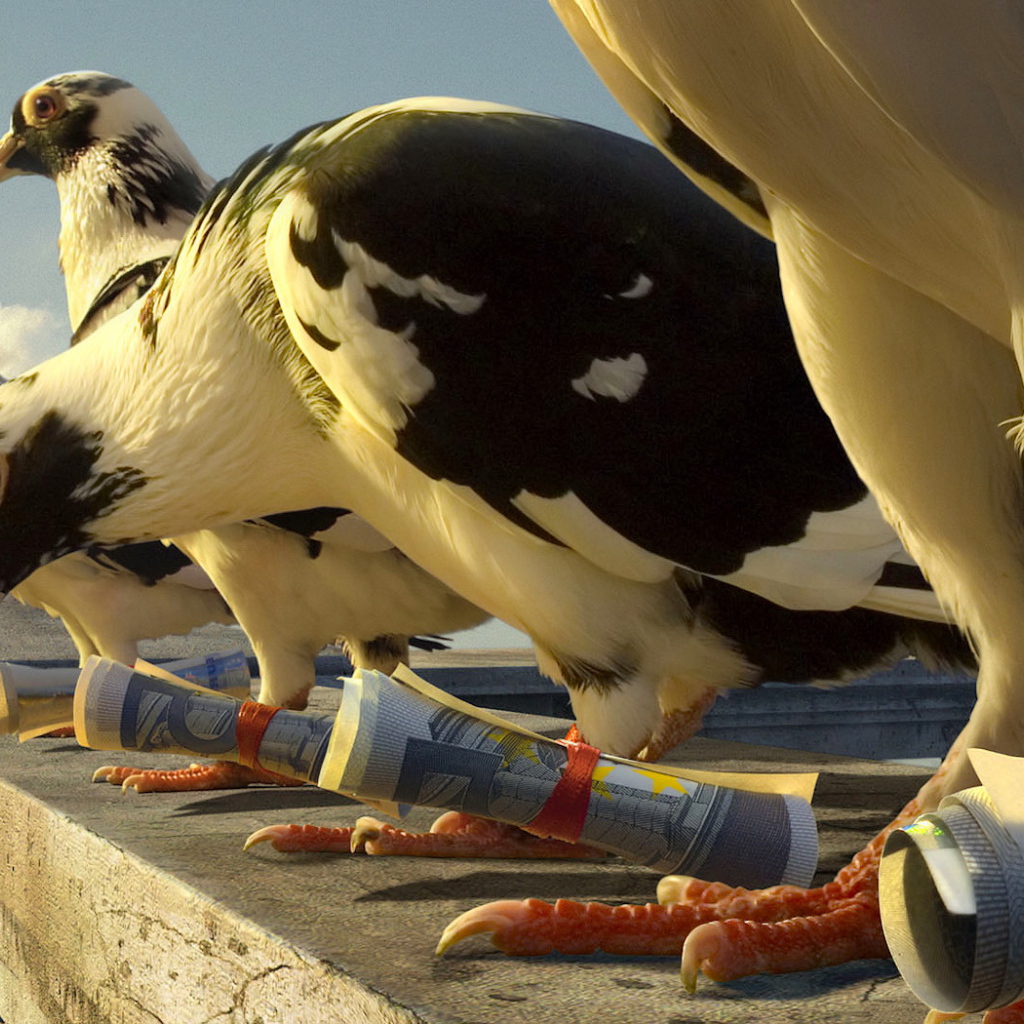 Почтовые голуби