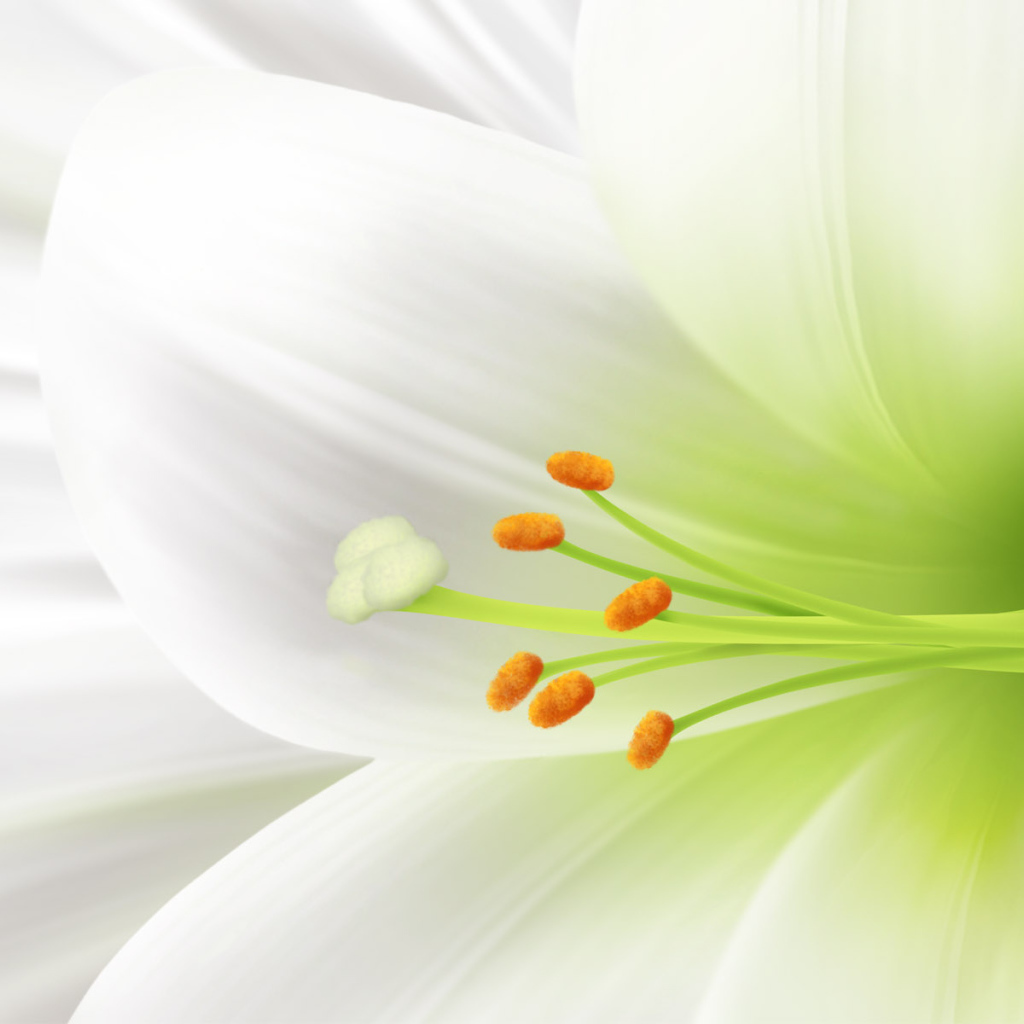 Пасхальный цветок