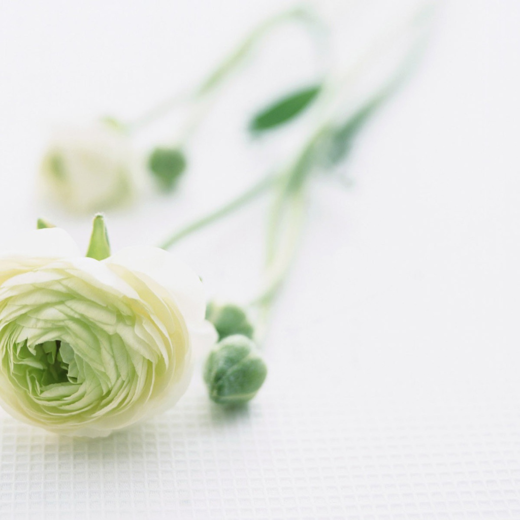 Красивый цветок для самой нежной