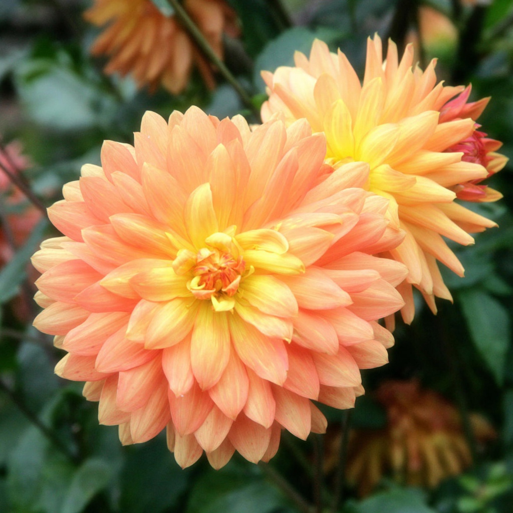 Приятный цветок на 8 марта