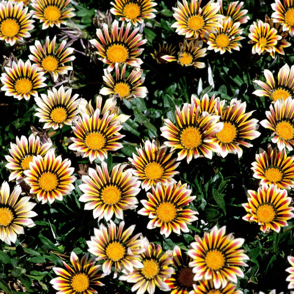 Прекрасные цветы