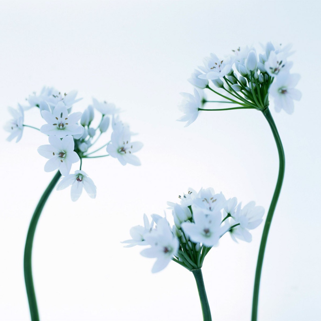 Красивые цветочки на 8 марта