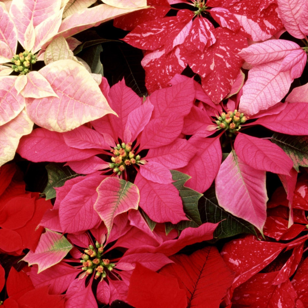 Красивые цветы приятным женщинам