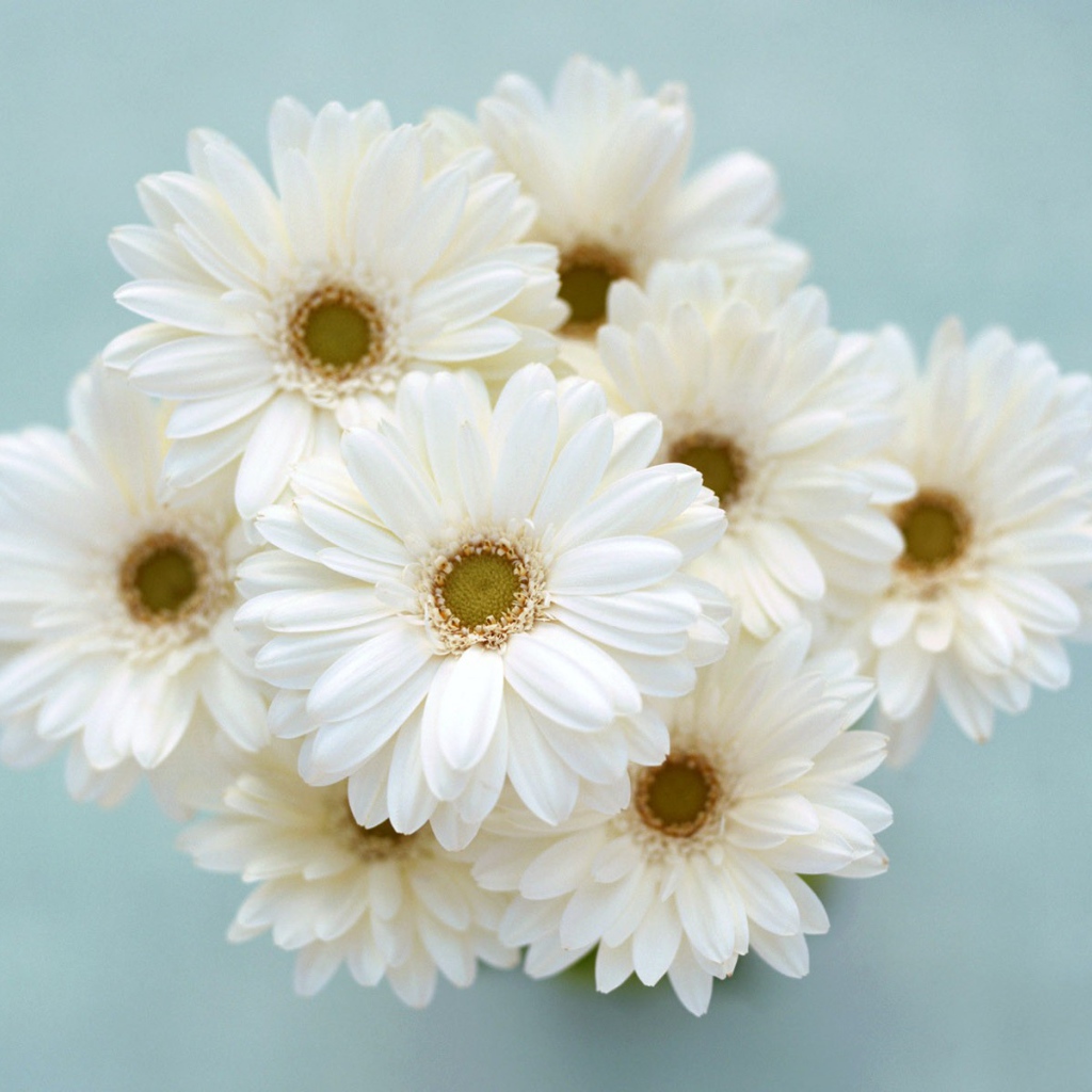 Ромашки для любимой девчонки