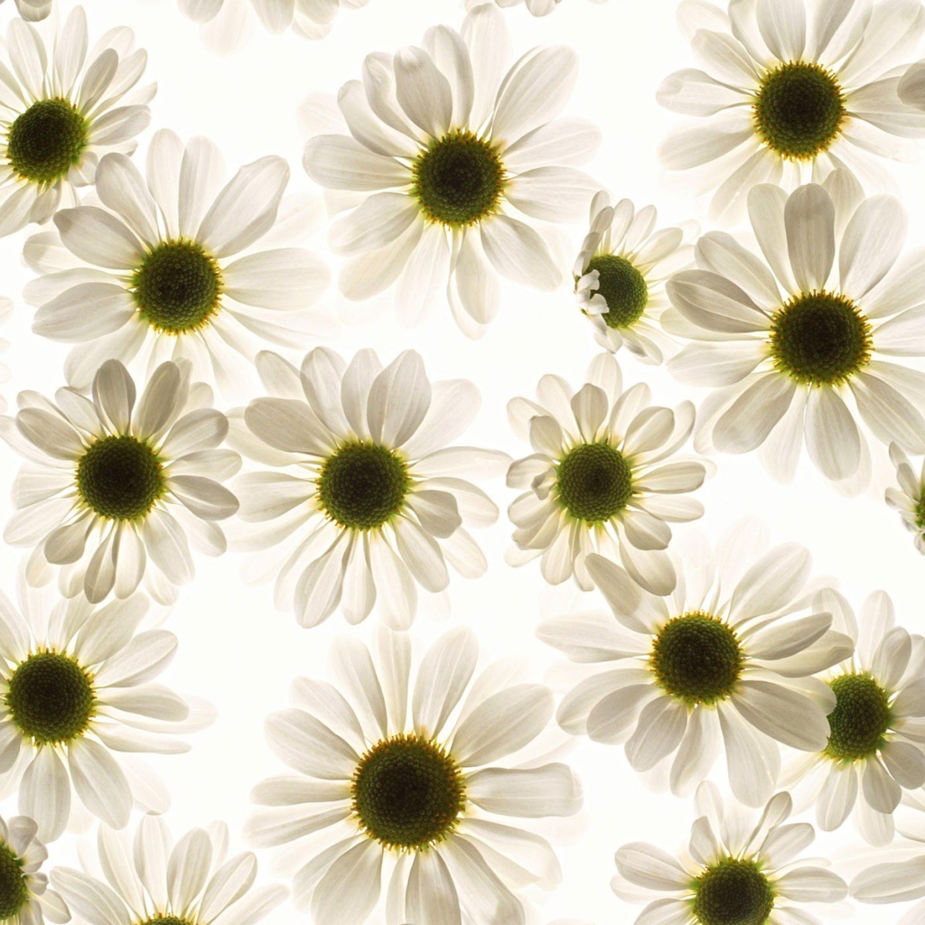 Ромашки моей любимой Наташке