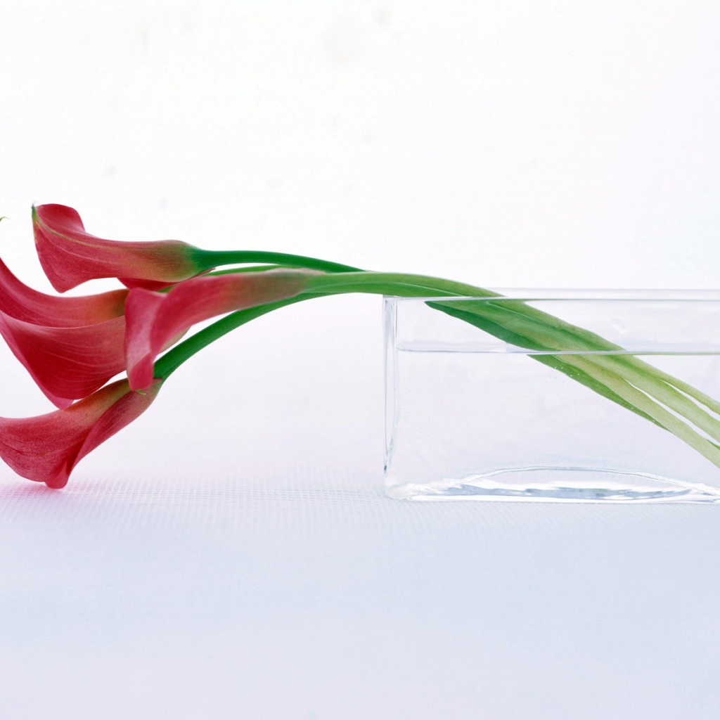 Нежный цветок на праздник 8 марта