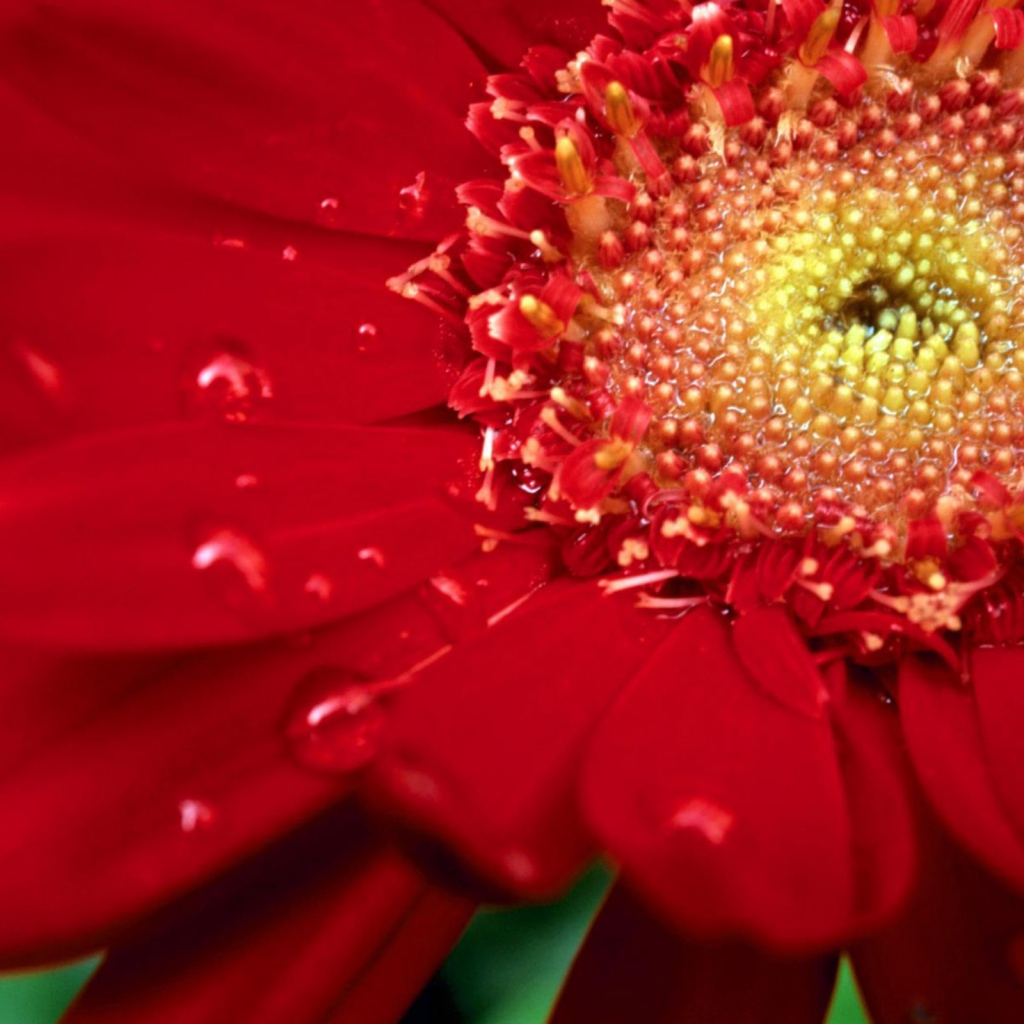 Цветок на международный женский день