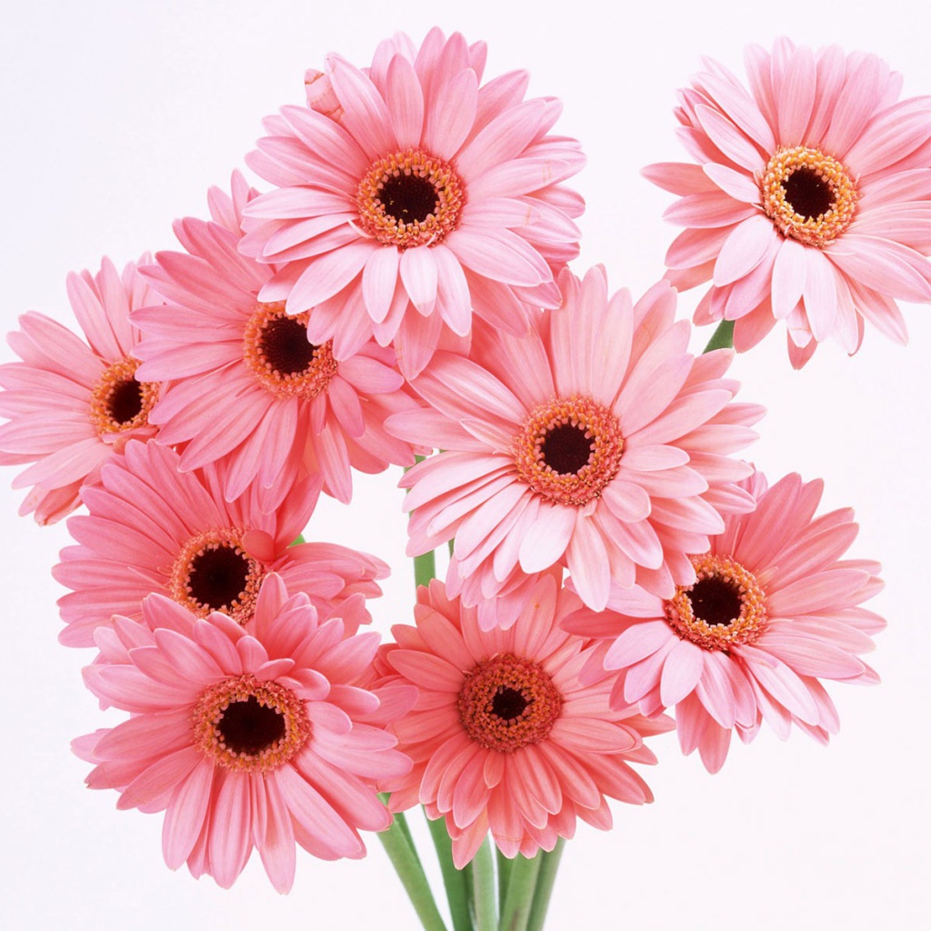 Цветы для любимой девушки