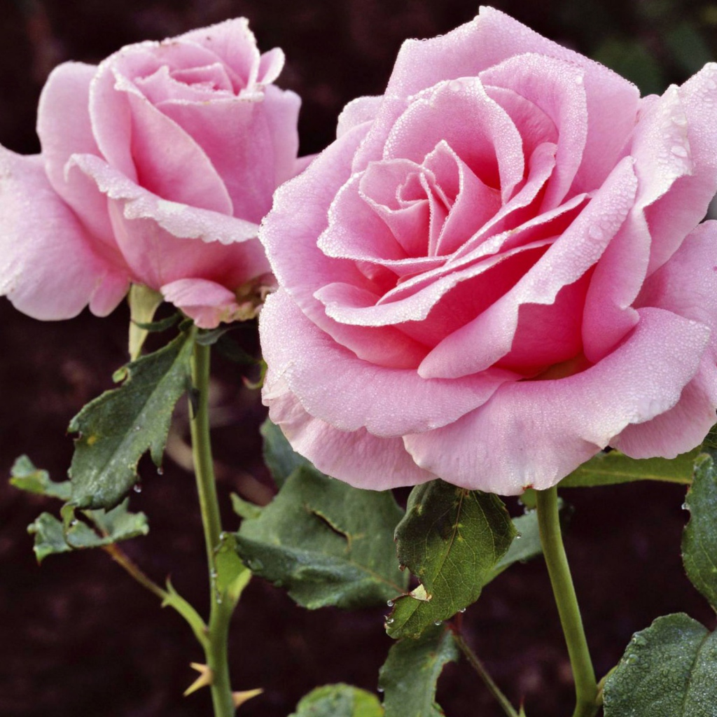 Цветы в подарок на 8 марта