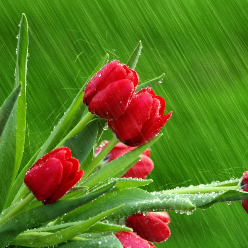 Цветы на международный женский день