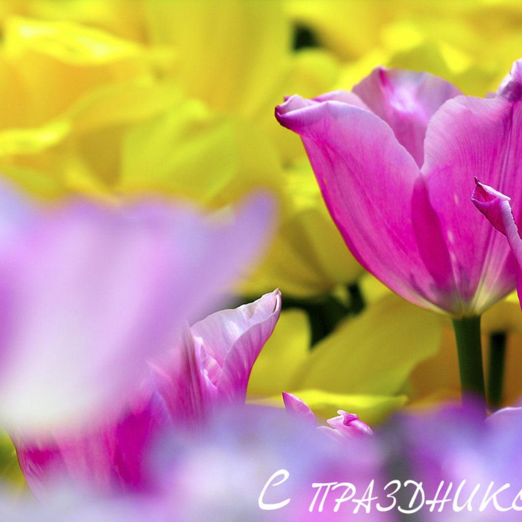 С Женским днем!