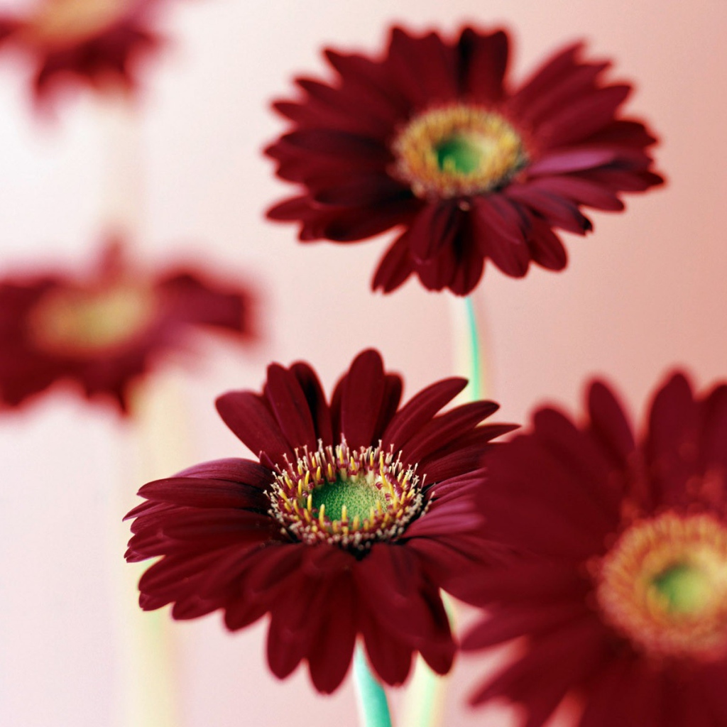 8 марта цветы для дам