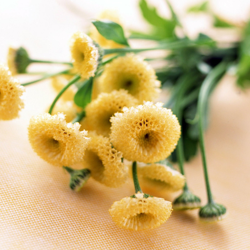 8 марта желтые цветочки