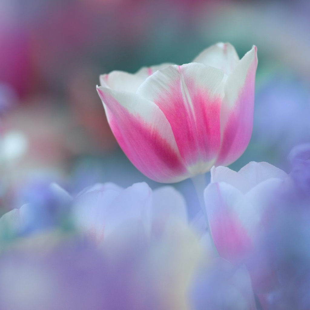 8 марта Цветок