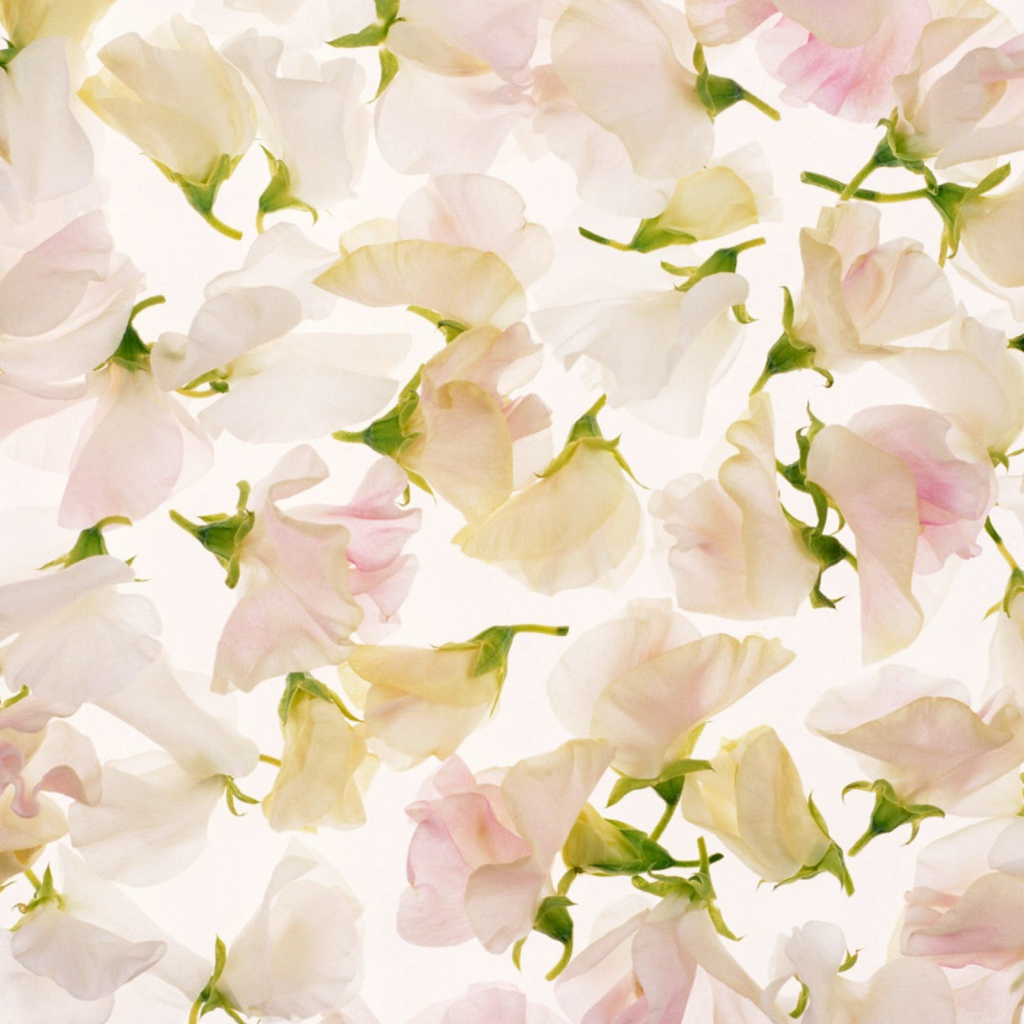 Лепестки на 8 марта