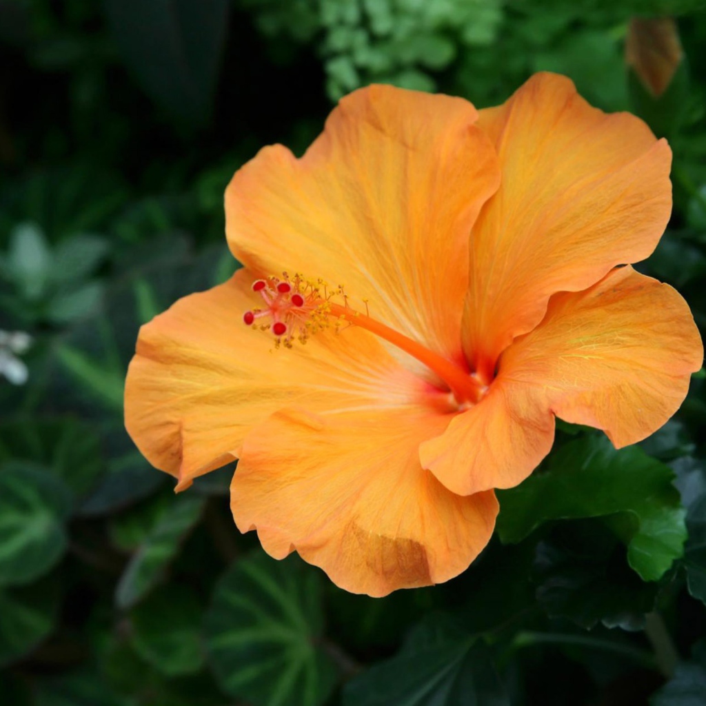 Подарок на 8 марта