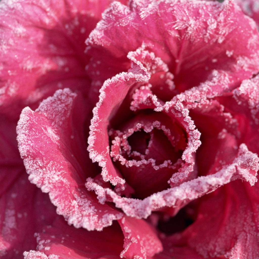 Роза с мороза