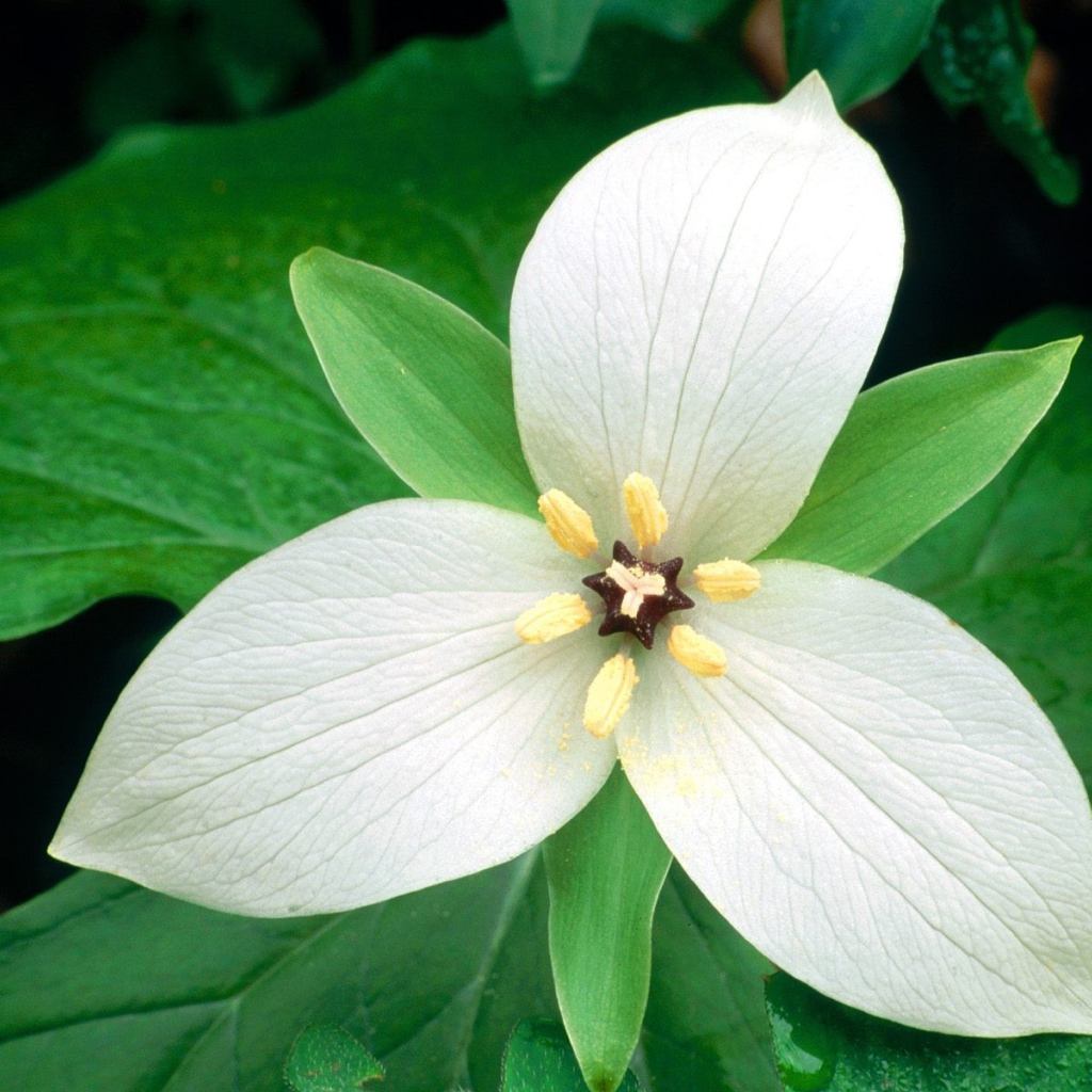 Белый цветок женщинам на 8 марта