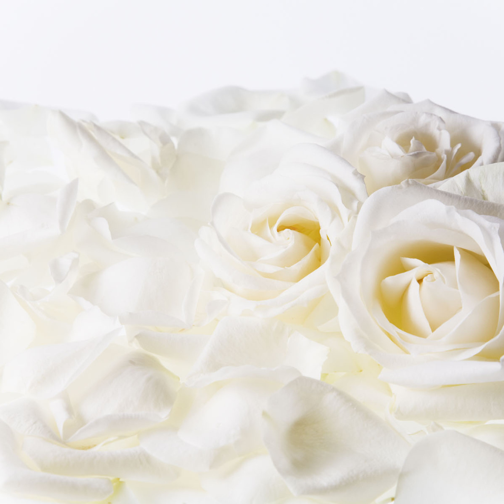 Белые розы на 8 марта