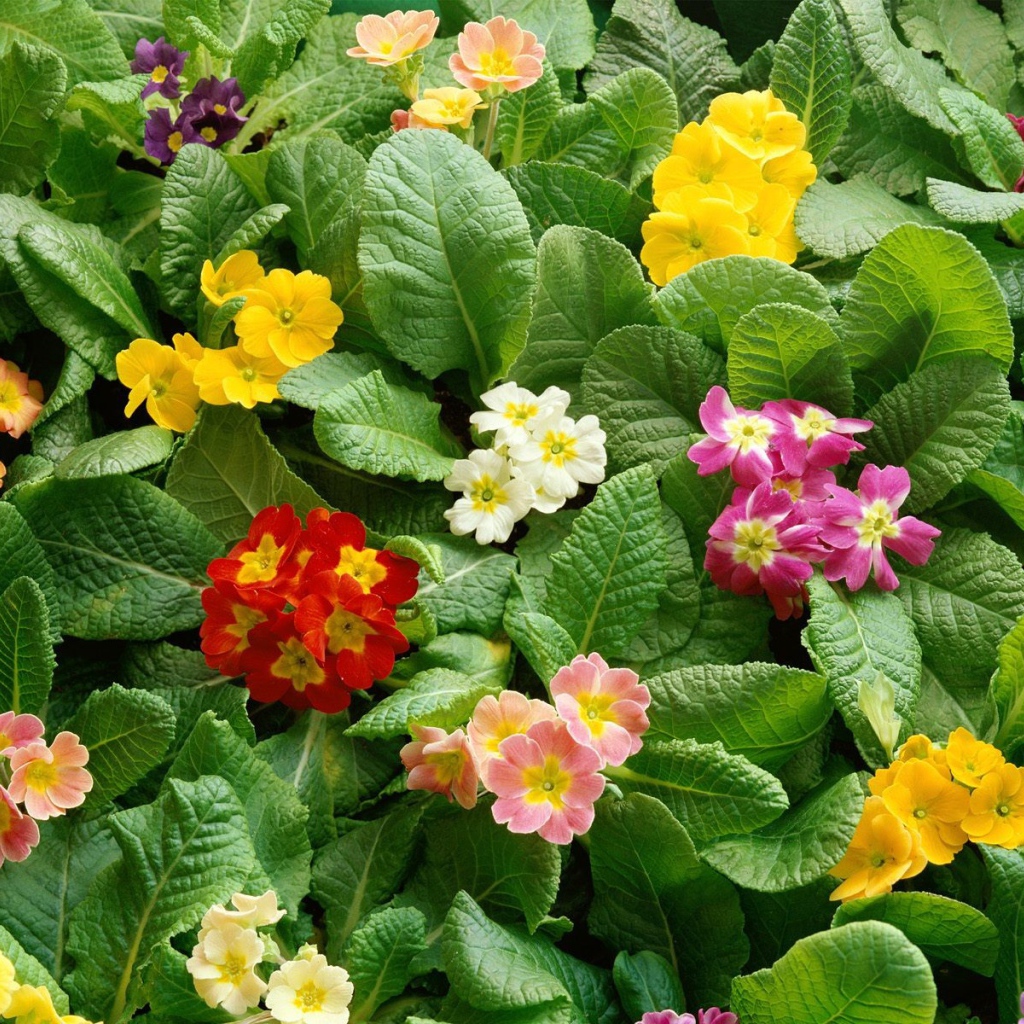 Девушкам к празднику 8 марта