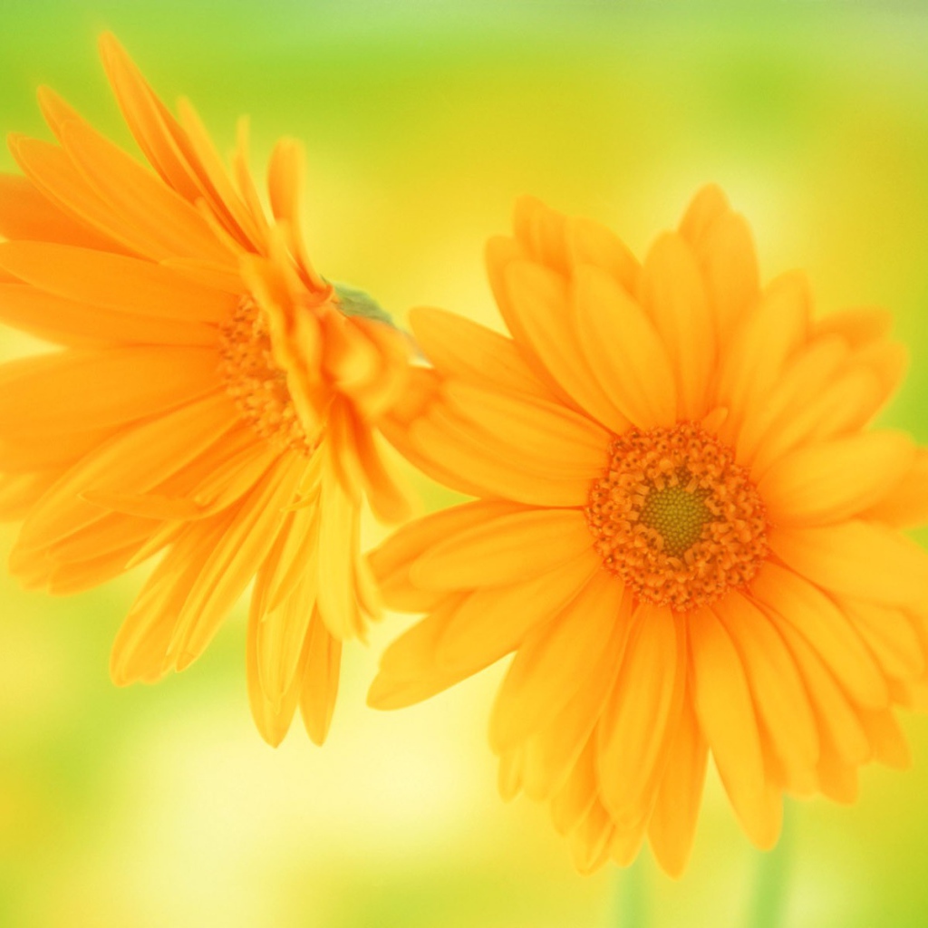 Желтые цветы в подарок любимой