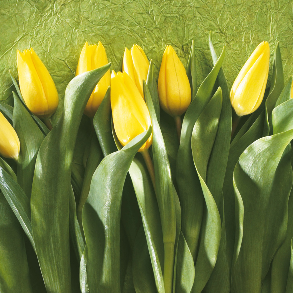 Желтые тюльпаны