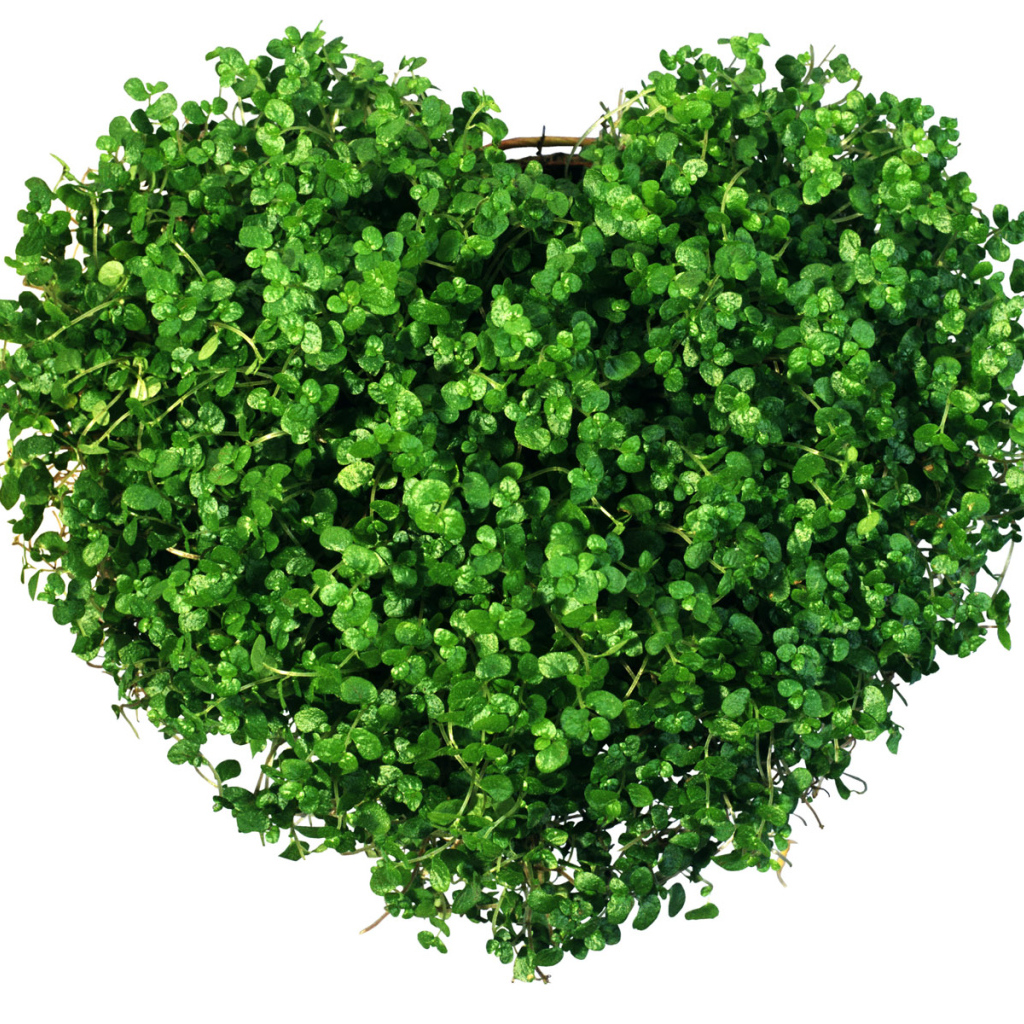 Сердечко из зелени