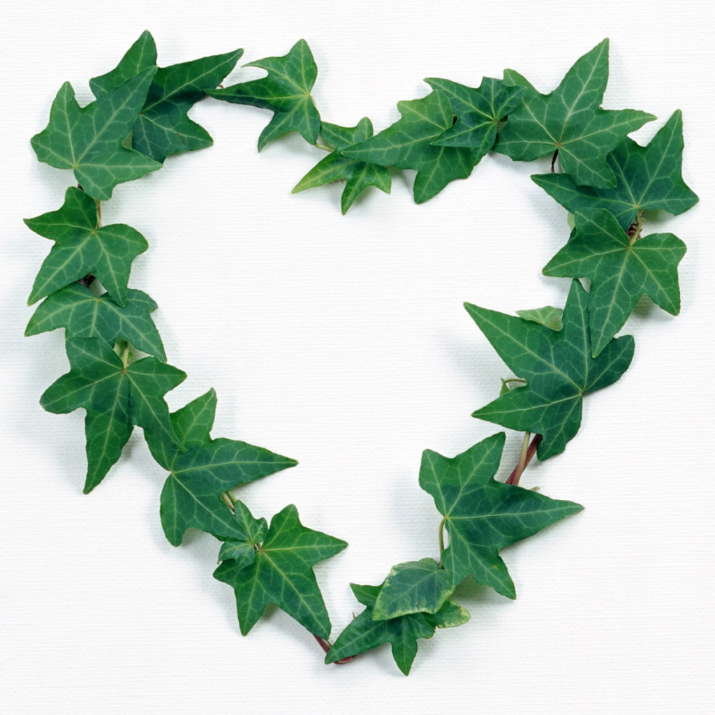 Сердце из листьев