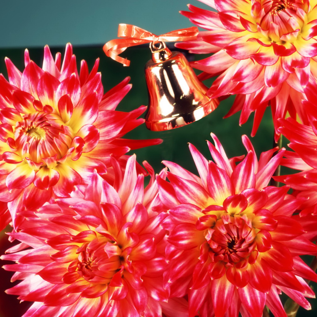 Цветы учителю