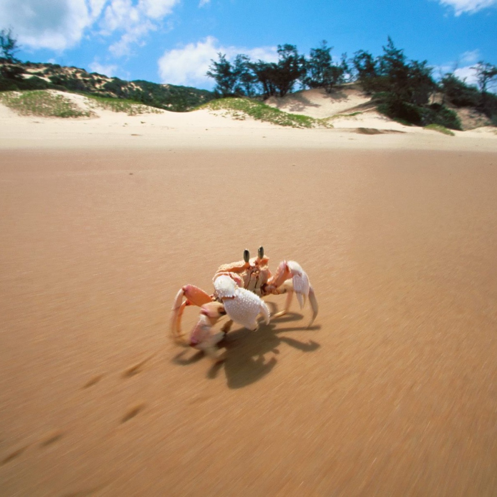 Краб на пляже
