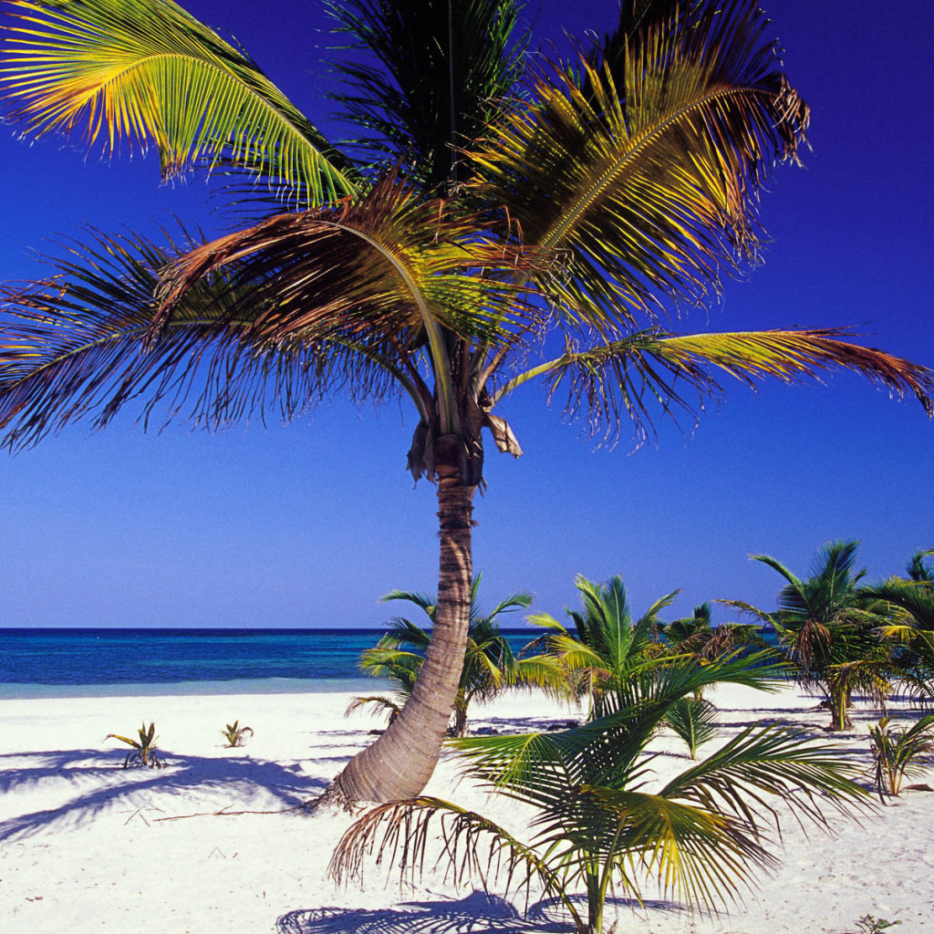 Пальма пляж