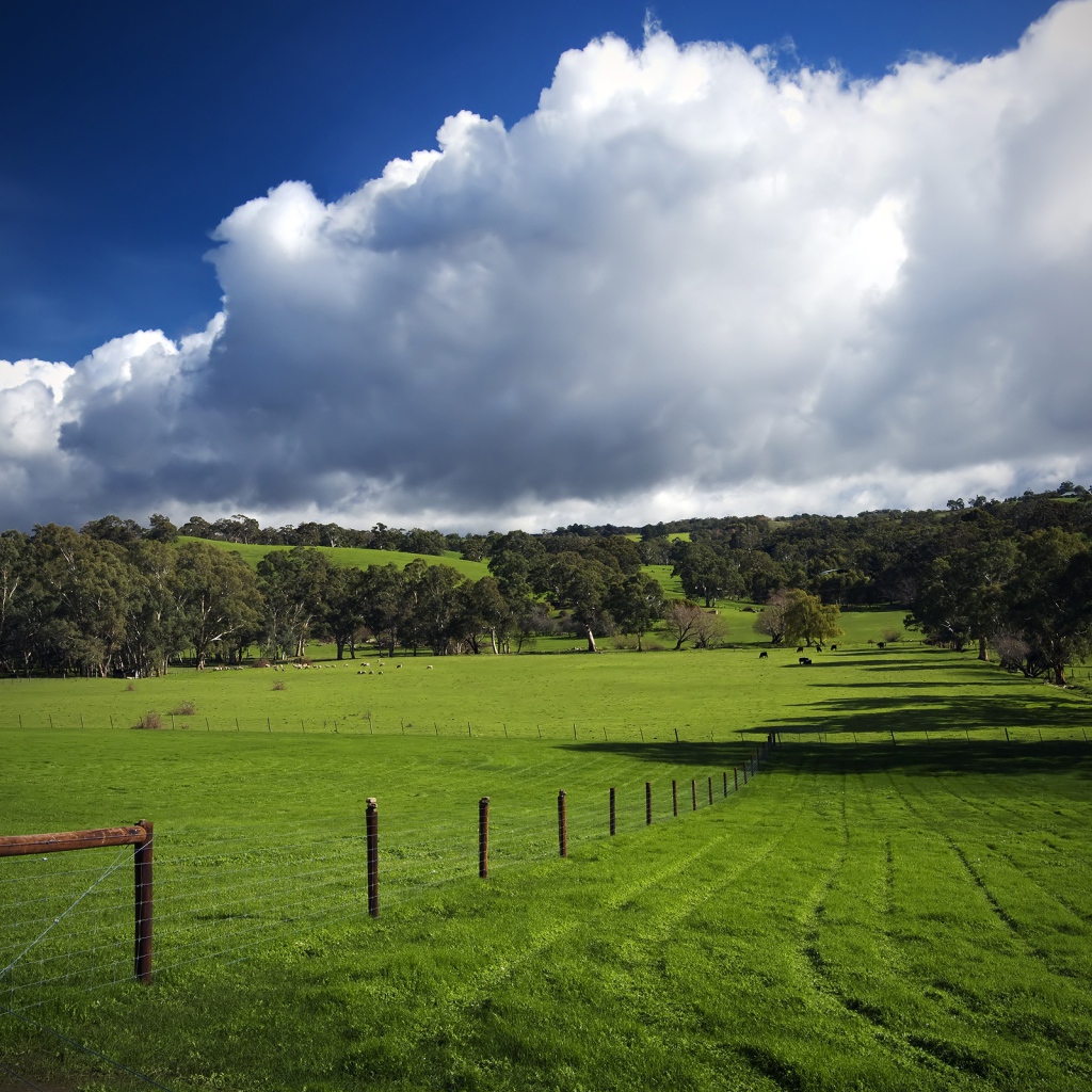 Красивое зеленое поле