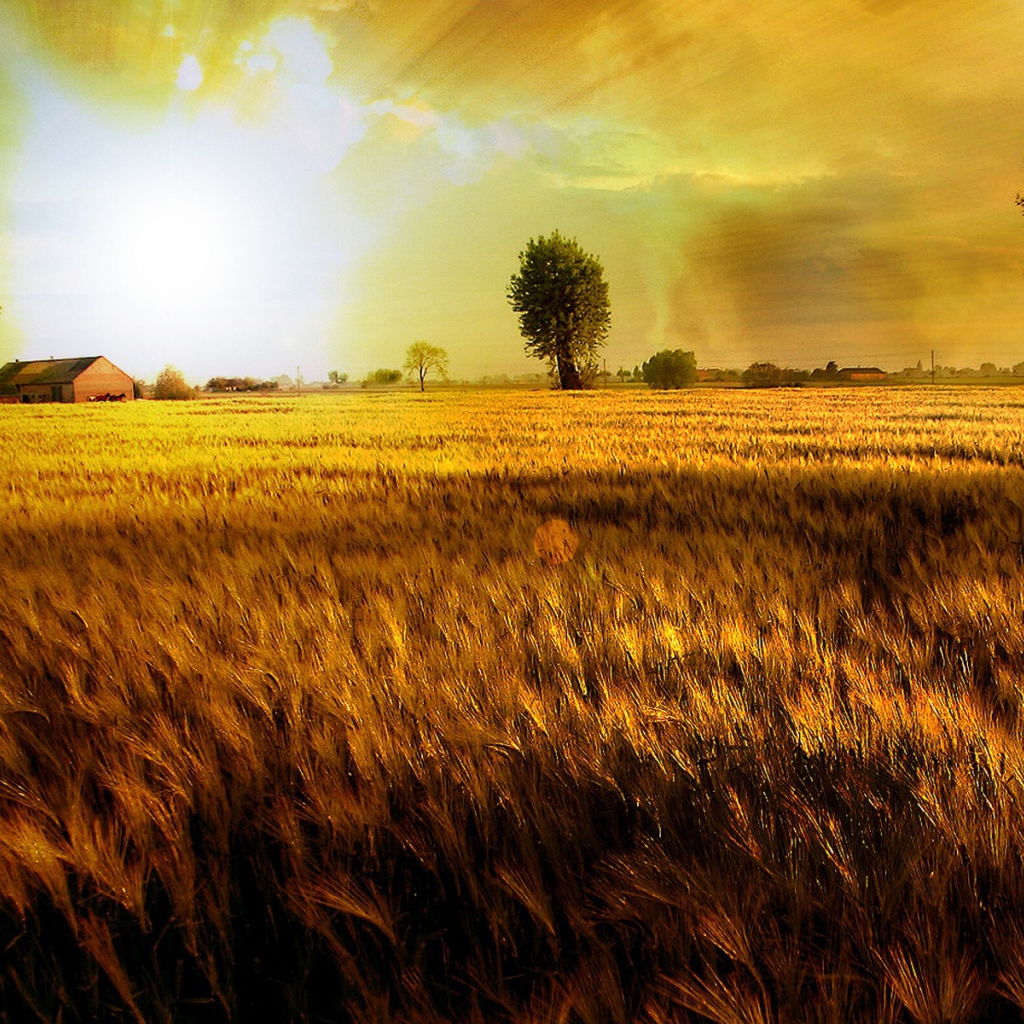 Золотое поле