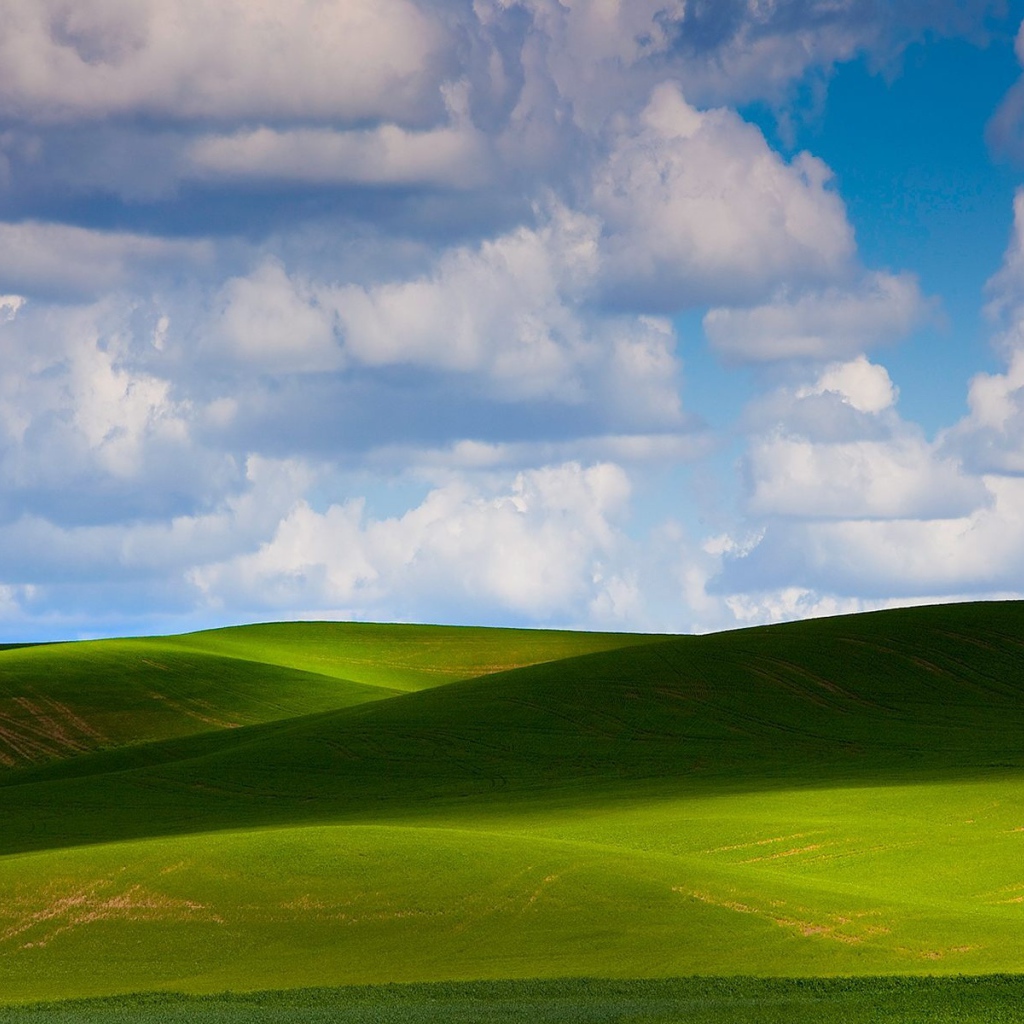 Зеленое летнее поле