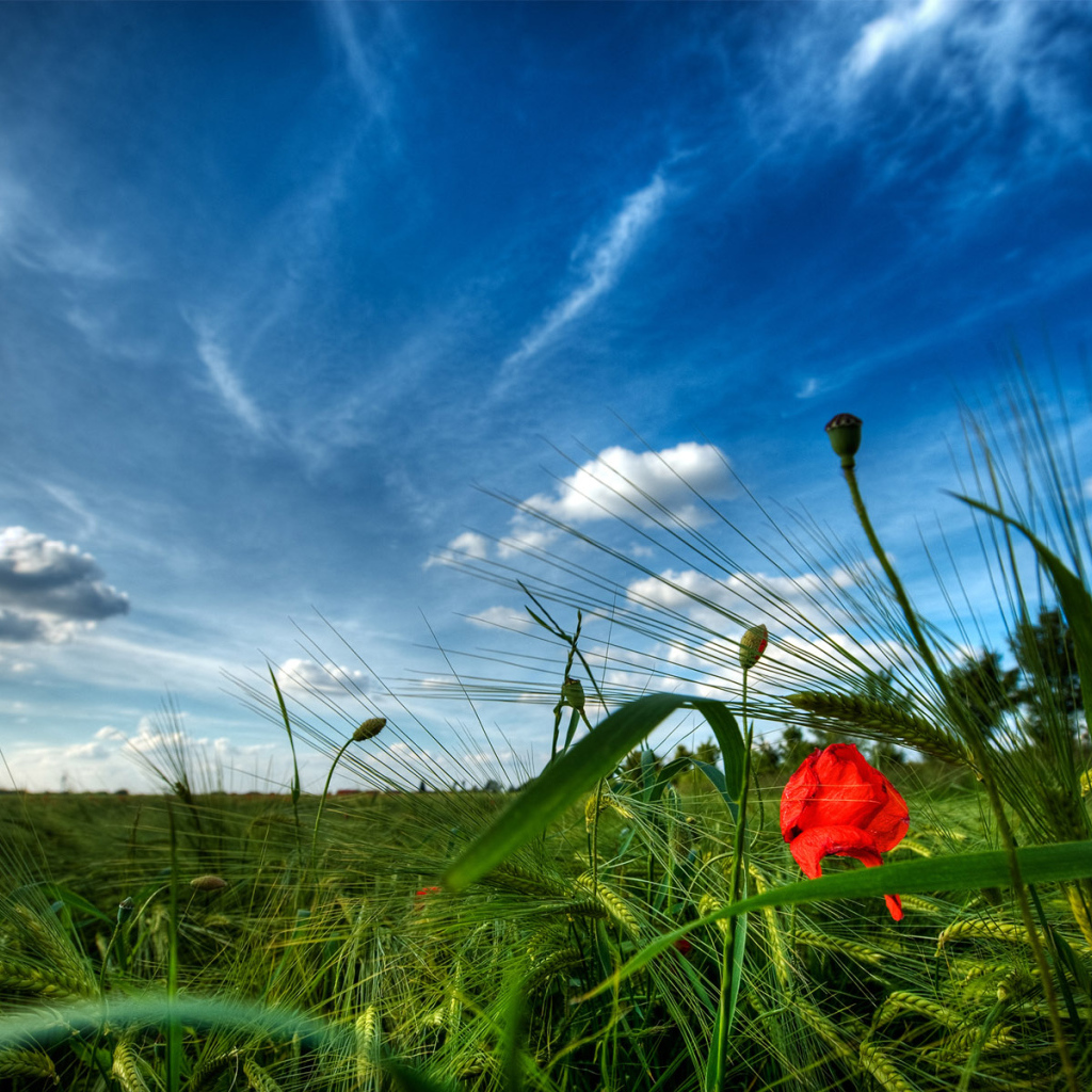 На зеленой полянке