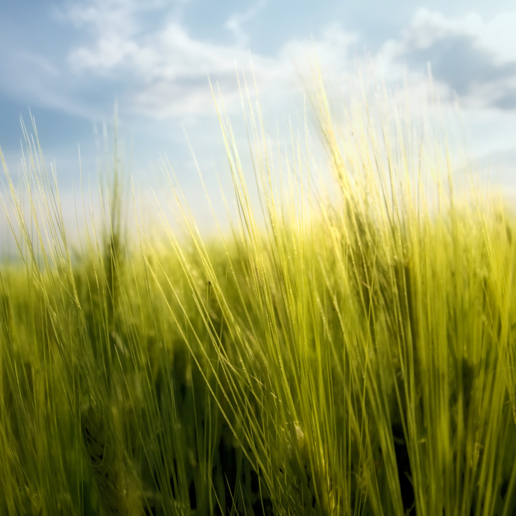 Весенние травинки