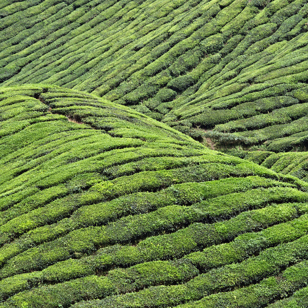Чайные плантации