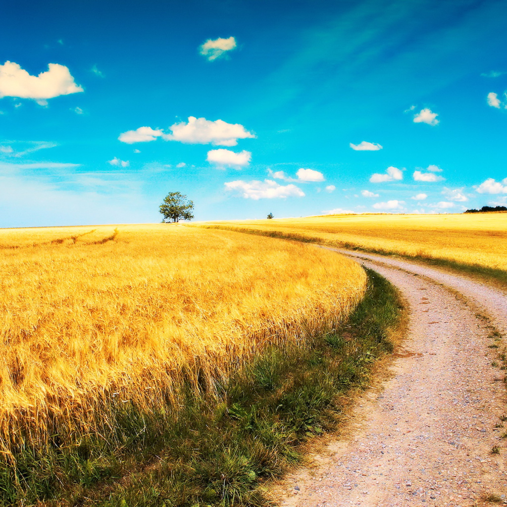Дорога среди полей