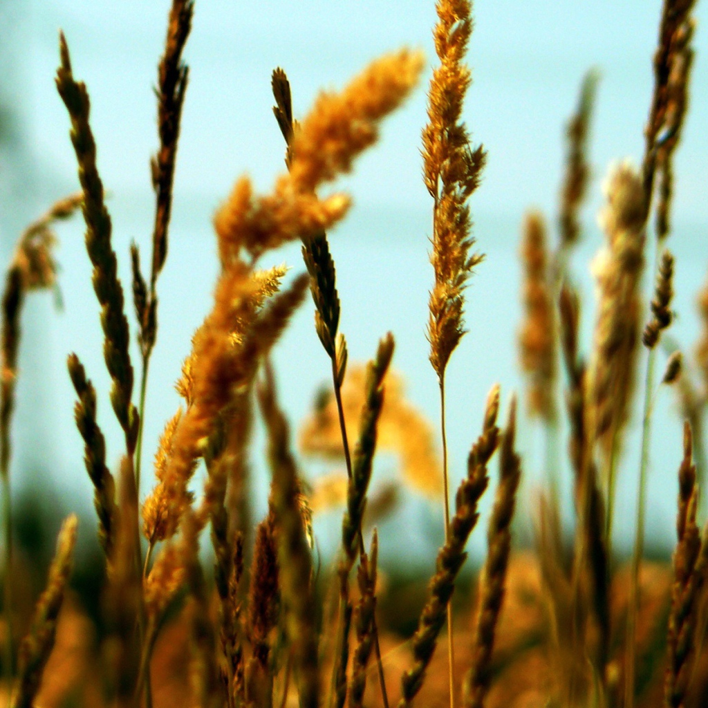 Полевые колоски