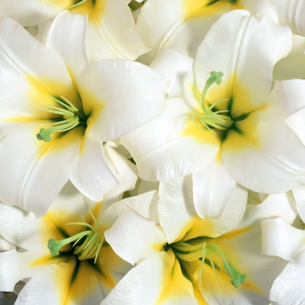 Красивые цветы