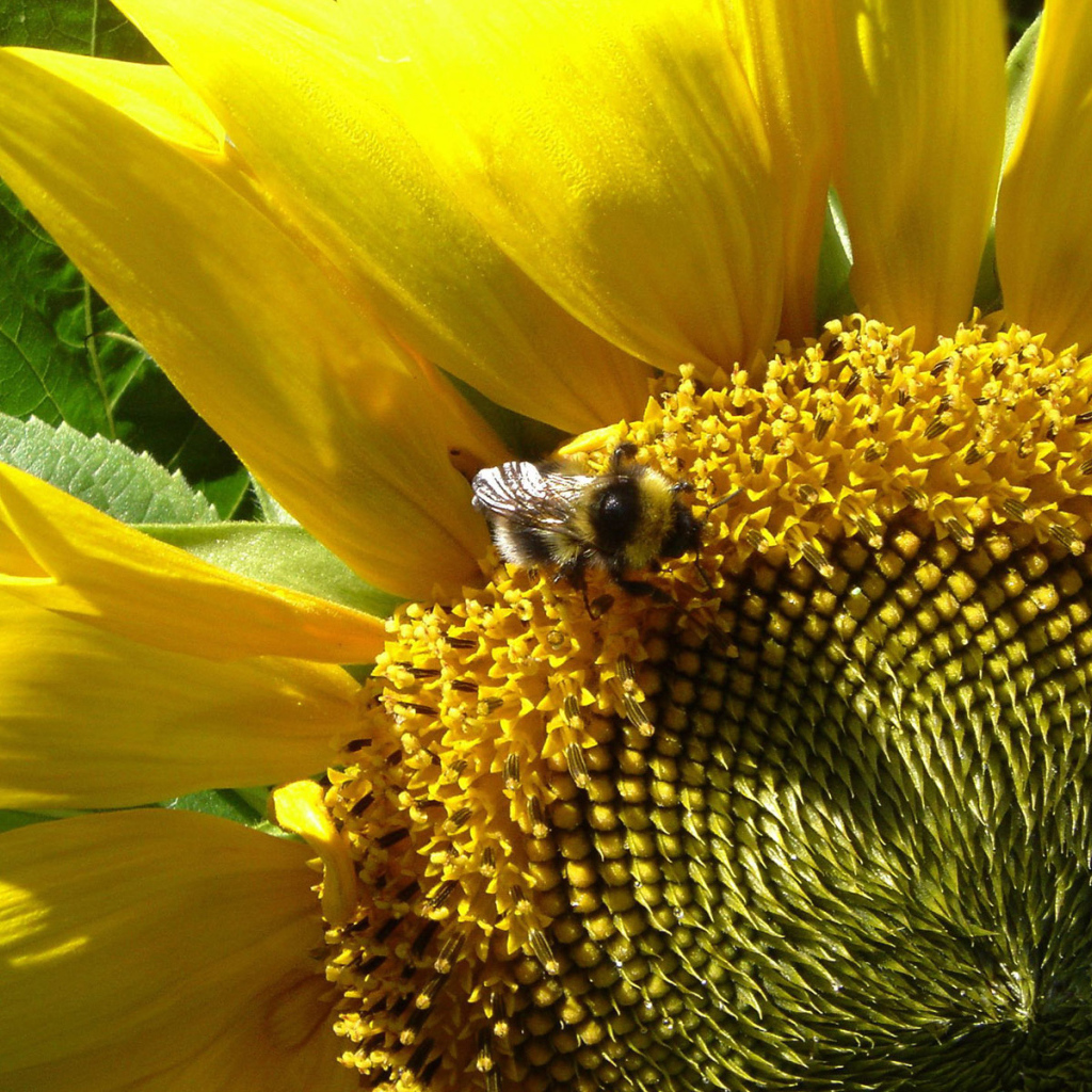 Цветущий подсолнух