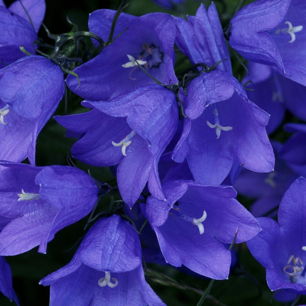 Синие колокольчики