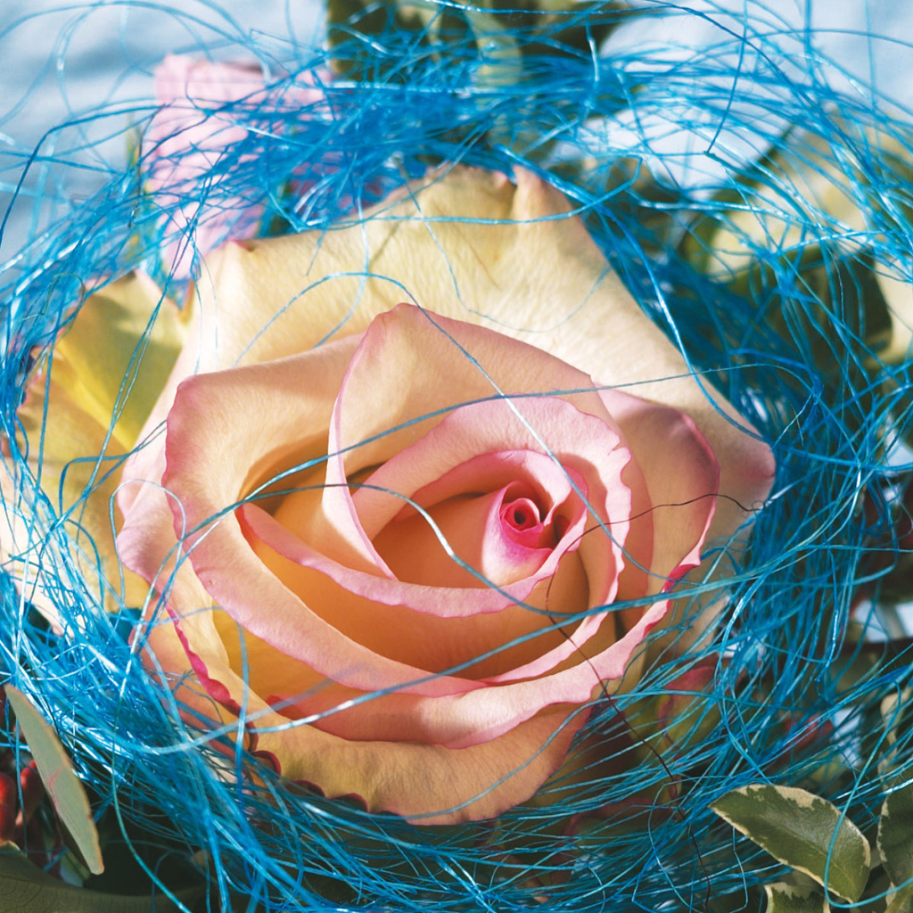 Украшенная роза