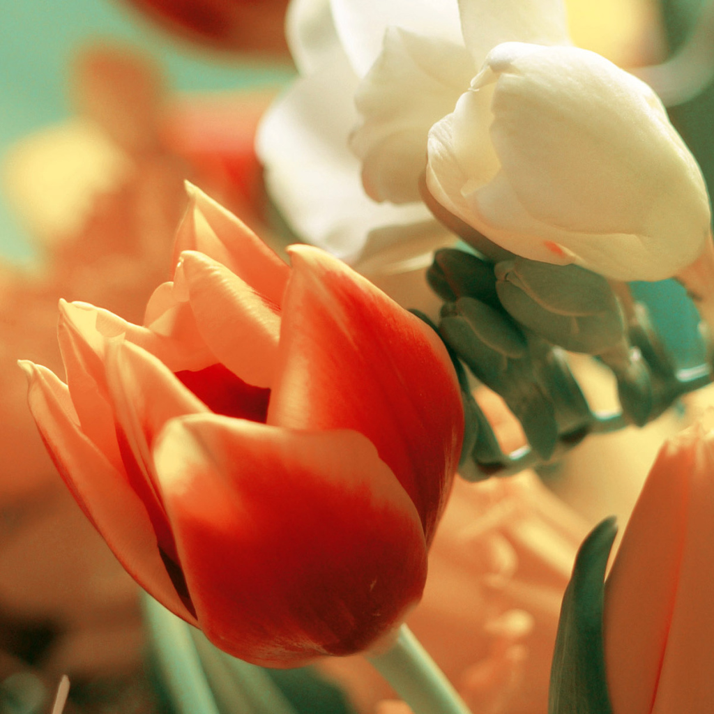 Восхитительные цветы