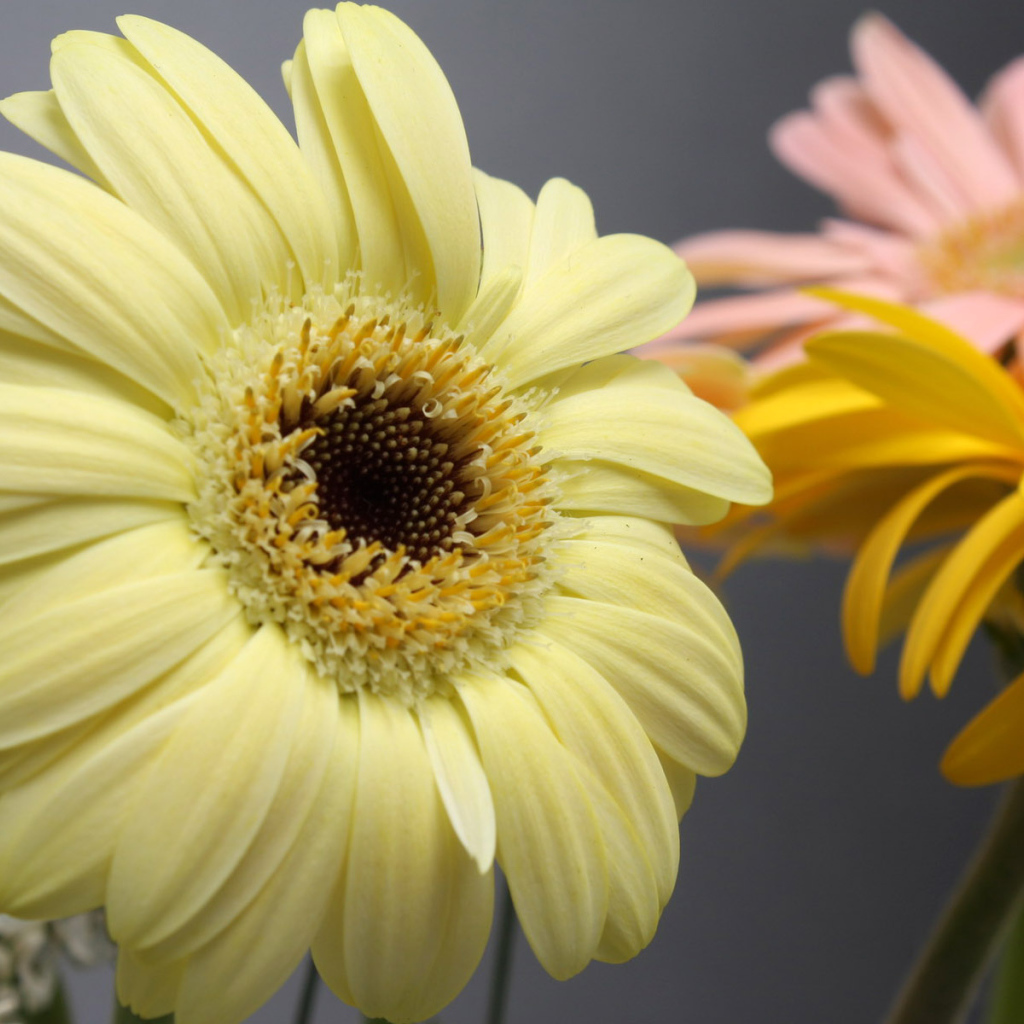 Превосходные цветы