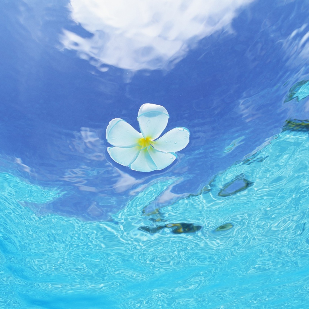 Цветок в воде